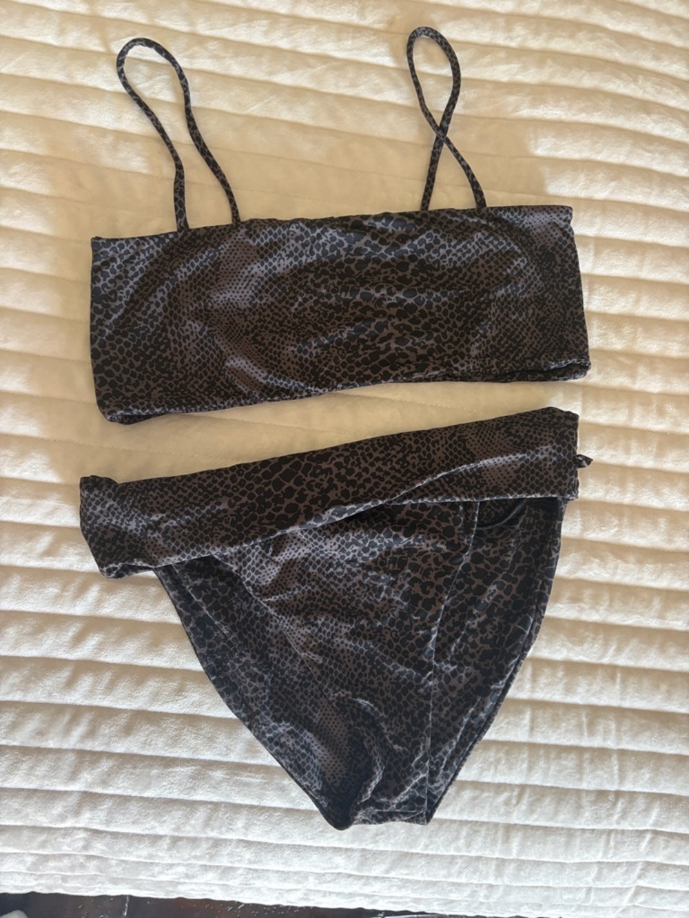 Acacia bikini